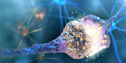El cerebro se adapta a las experiencias y necesidades individuales mediante un proceso llamado sinapsis