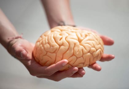 El cerebro sigue escondiendo muchos misterios