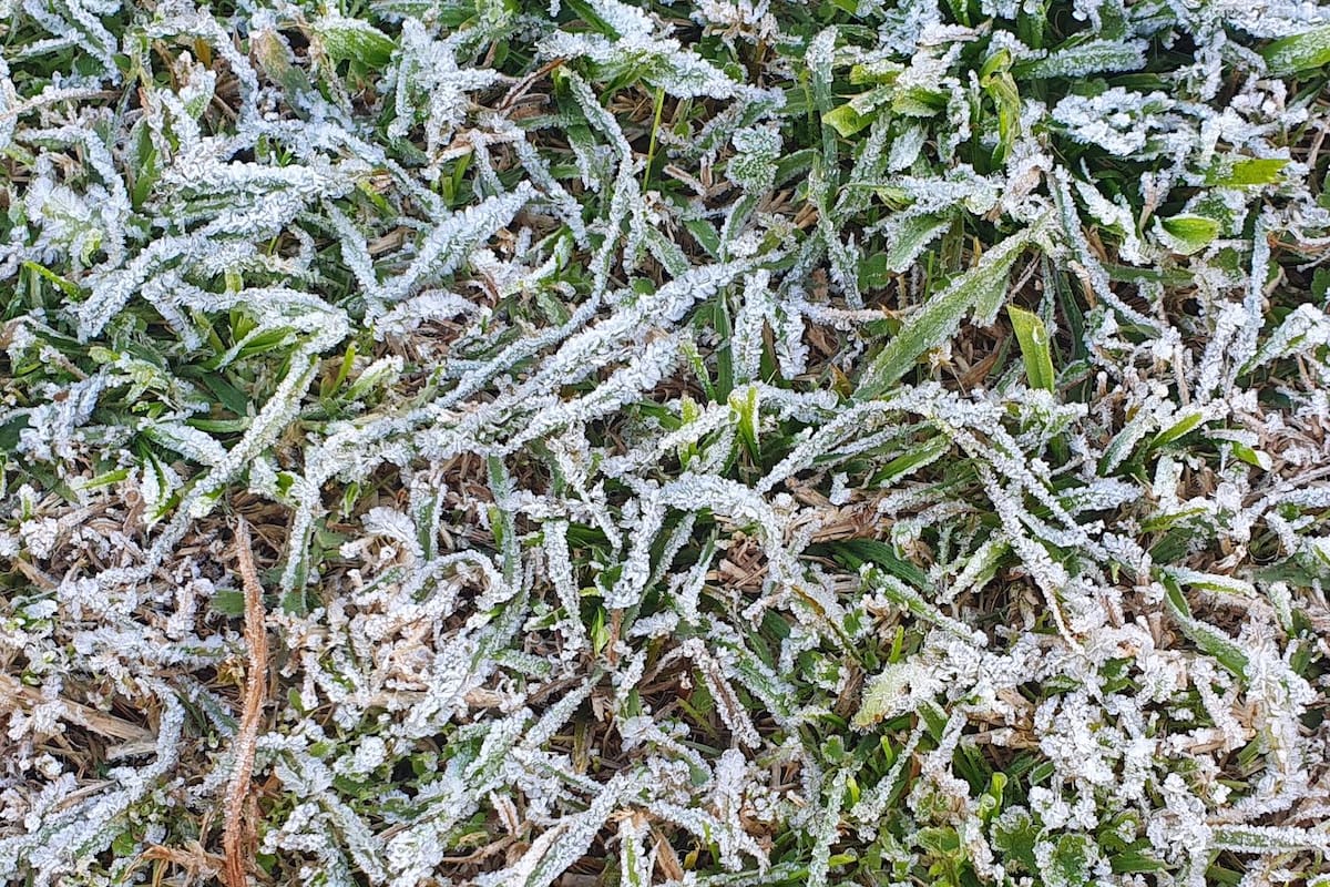El césped helado a la sombra de un arbusto en medio de un jardín soleado; toda una lección