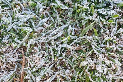 El césped helado a la sombra de un arbusto en medio de un jardín soleado; toda una lección