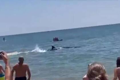 El cetáceo sorprendió a todos los turistas mientras disfrutaban de la costa (Foto: Captura de video)