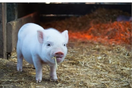 El Chancho es el animal más alegre del zodíaco chino