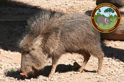El chancho quimilero emblema del Copo, también recibe el nombre de Taguá y Jabalí solitario y pecarí del Chaco, entre otros.