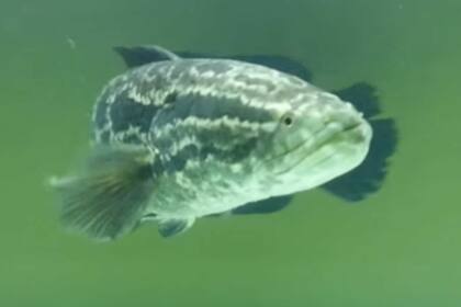 El Channa Angus invadió las aguas Georgia