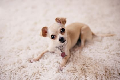 El Chihuahua es una de las razas de perro más pequeñas del mundo.