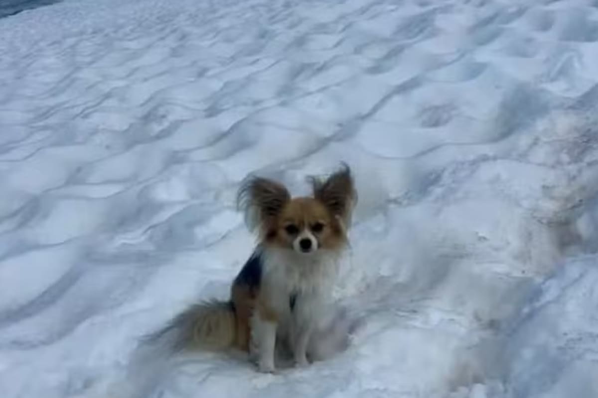 El Chihuahua que se convirtió en un héroe