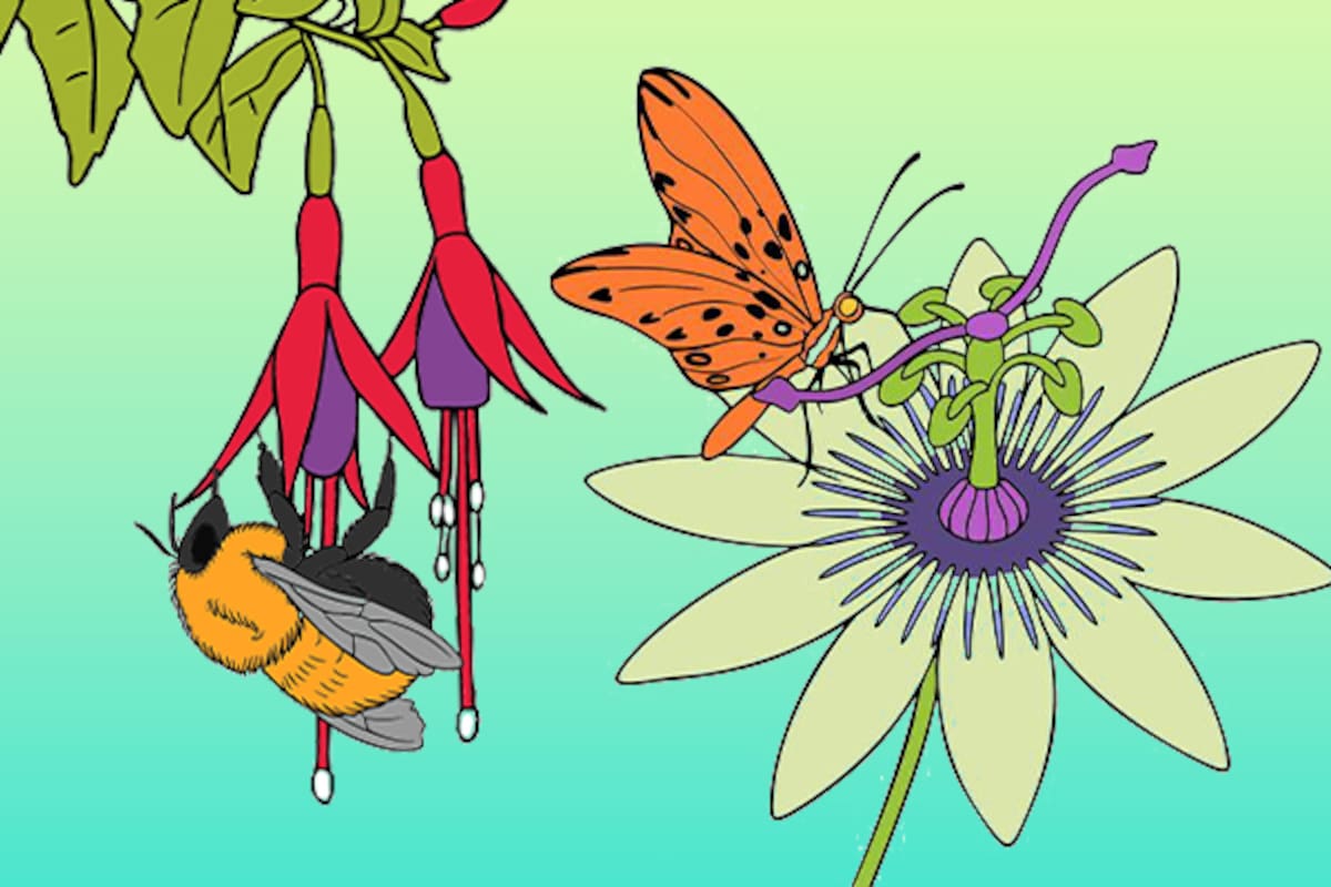 El chilco y la mburucuyá acompañadas de un abejorro nativo del sur y la mariposa espejitos