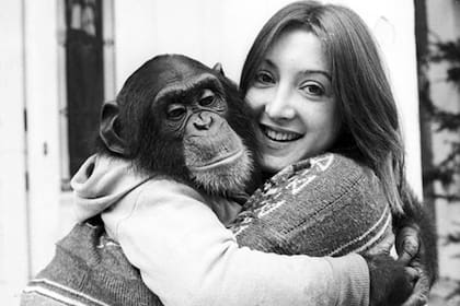 El chimpancé Nim Chimpsky vivió 26 años y fue una celebridad por las habilidades que incorporó durante su tiempo con los humanos: comunicarse con señas, conducir autos y hasta fumar