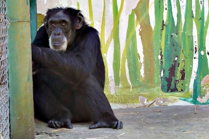 El chimpancé Yony, del exzoológico de Luján