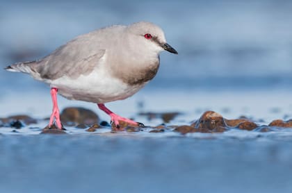 El Chorlito ceniciento se reproduce en Tierra del Fuego y Santa Cruz durante el verano y migra hacia la costa bonaerense durante el invierno