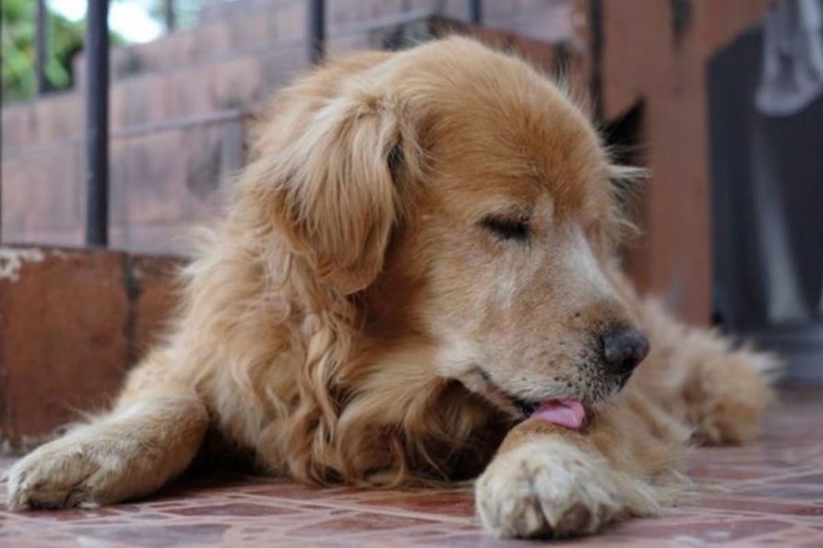 El ciclo de la hidatidosis: los perros infectados eliminan huevos del parásito en sus heces, que contaminan el suelo y el agua