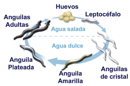 El ciclo de vida de las anguilas consta de cinco etapas: larvas leptocéfalas, angulas, angulones, anguilas amarillas y anguilas plateadas