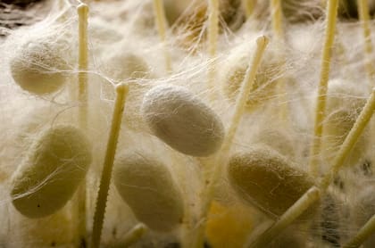 El ciclo de vida del gusano en La Pampa es de 28 días, en los que se alimenta, hace la muda y crece