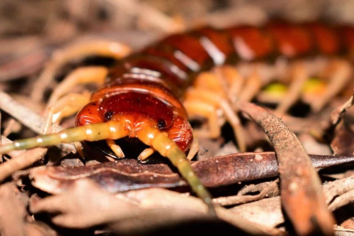 El ciempiés de la Isla Phillip puede matar y comer hasta 3700 crías de aves marinas cada año