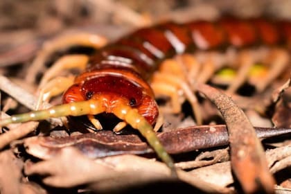 El ciempiés de la Isla Phillip puede matar y comer hasta 3700 crías de aves marinas cada año