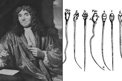 El científico Antonie van Leeuwenhoek vio por primera vez los espermatozoides en un microscopio en 1678