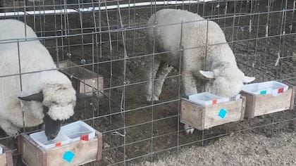 El científico argentino Juan Villalba y sus colegas estudiaron cómo puede beneficiar a las ovejas elegir sus propios alimentos.