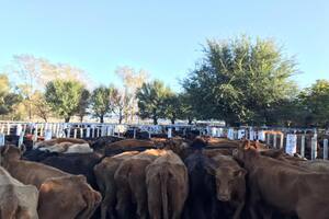 El cierre de exportaciones tuvo un impacto sobre la vaca para China