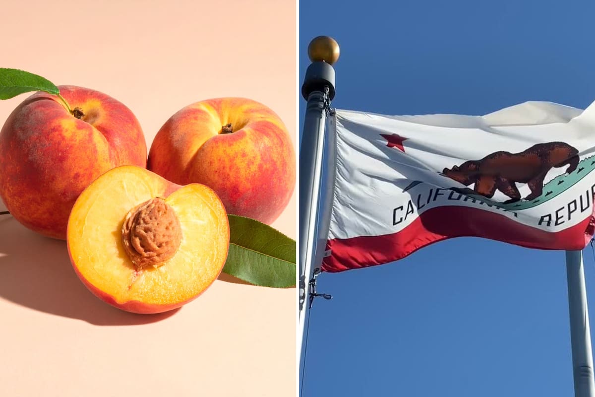 El cierre de la histórica planta procesadora de Del Monte Foods en Modesto, tras su declaración de bancarrota bajo el Capítulo 11 en julio pasado, dejó a la industria del durazno tipo cling en una crisis sin precedentes