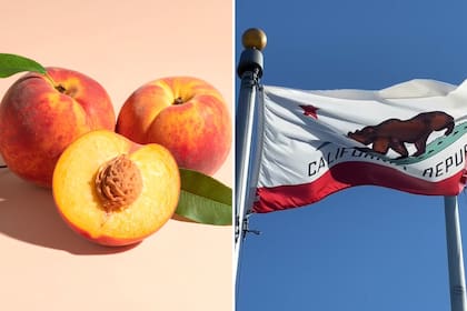 El cierre de la histórica planta procesadora de Del Monte Foods en Modesto, tras su declaración de bancarrota bajo el Capítulo 11 en julio pasado, dejó a la industria del durazno tipo cling en una crisis sin precedentes