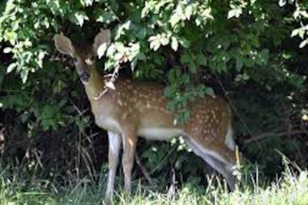 El ciervo de cola blanca es una de las pocas especies silvestres en las que los científicos han detectado infección por el coronavirus, al menos hasta ahora