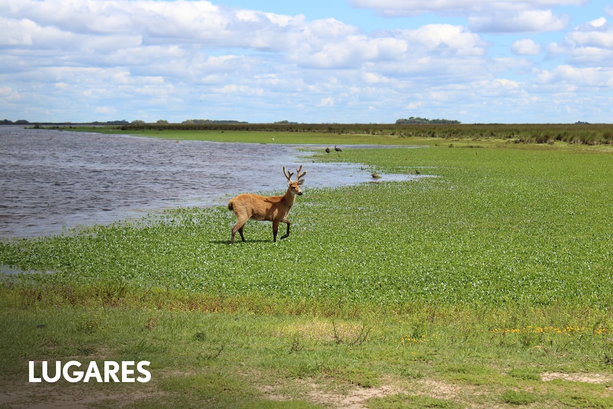 El ciervo de los pantanos es el mayor cérvido de Sudamérica. Tras la reconstrucción de su hábitat, regresó solo a la zona de la reserva natural ubicada en Campana.