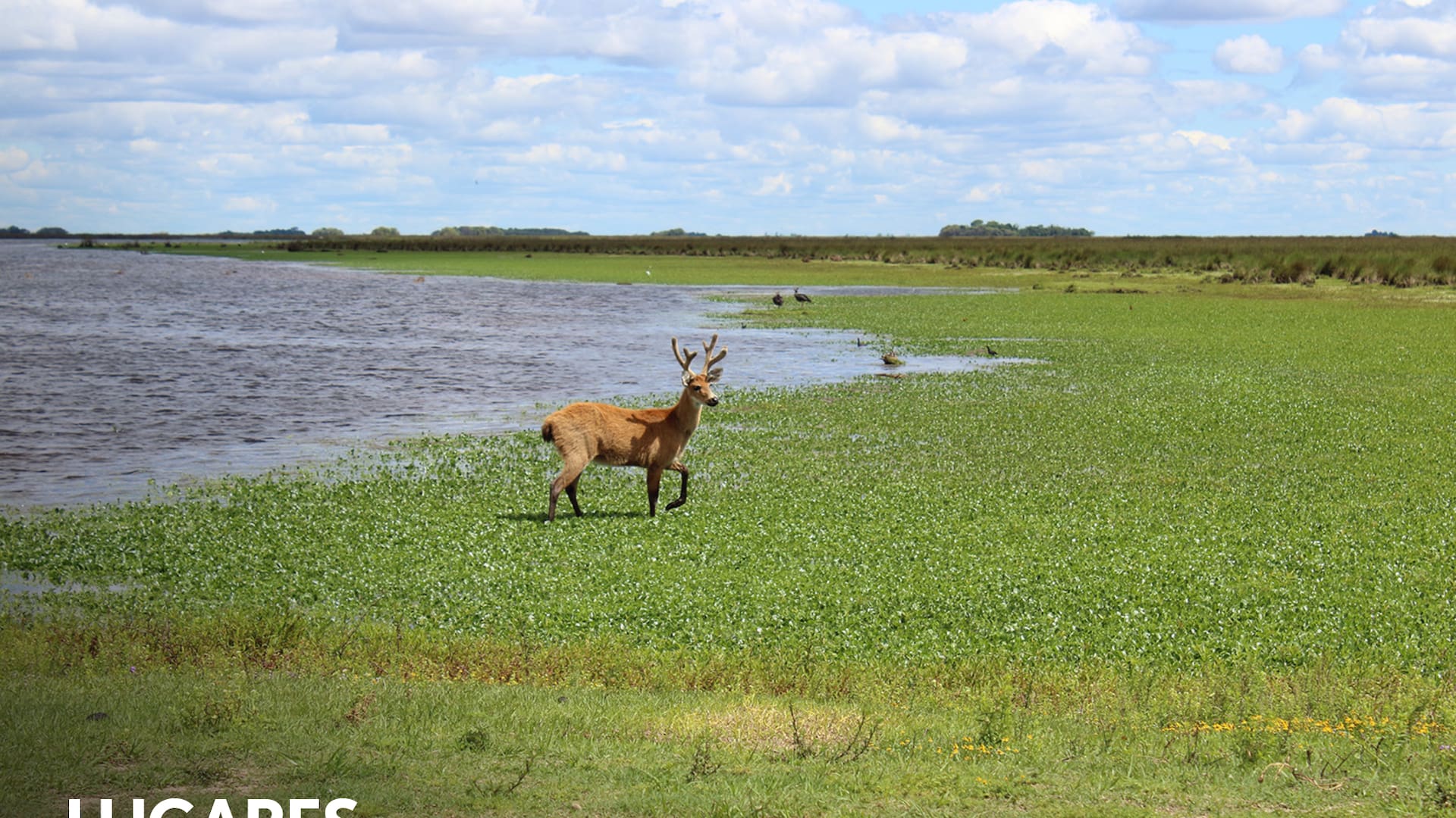 El ciervo de los pantanos es el mayor cérvido de Sudamérica. Tras la reconstrucción de su hábitat, regresó solo a la zona de la reserva natural ubicada en Campana.