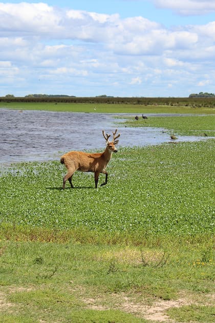 El ciervo de los pantanos es el mayor cérvido de Sudamérica. Tras la reconstrucción de su hábitat, regresó solo a la zona de la reserva natural ubicada en Campana.