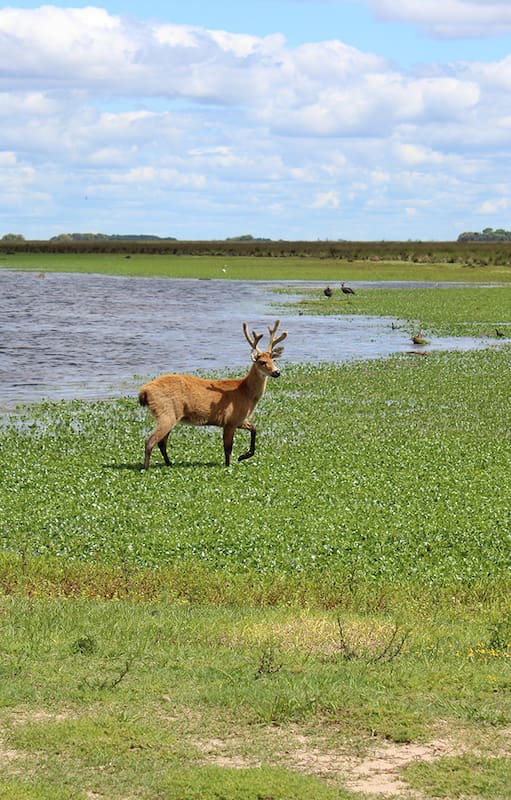 El ciervo de los pantanos es el mayor cérvido de Sudamérica. Tras la reconstrucción de su hábitat, regresó solo a la zona de la reserva natural ubicada en Campana.