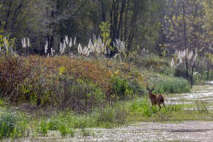 El ciervo de los pantanos es un mamífero muy carismático
