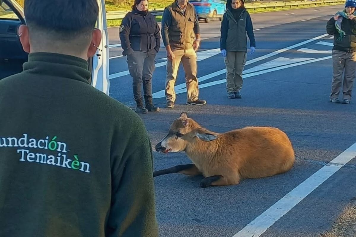 El ciervo de los pantanos se encontraba sobre la Panamericana y se cree que fue atropellado