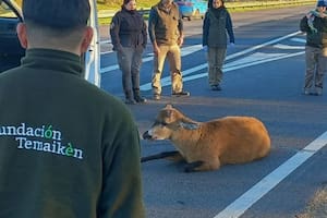 Rescataron un ciervo de los pantanos en la Panamericana y fue trasladado a un santuario para su recuperación