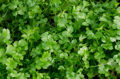 El cilantro es bueno para el organismo debido a sus propiedades beneficiosas
