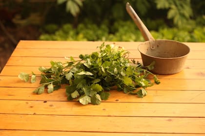 El cilantro puede usarse para tratar problemas bucales como la halitosis, las llagas, las úlceras y las aftas (Foto ilustrativa: PIXABAY)