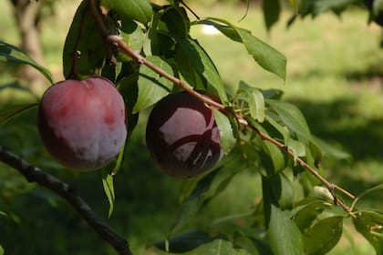 El ciruelo es generoso y, si no ha sufrido una helada tardía, se carga con fruta