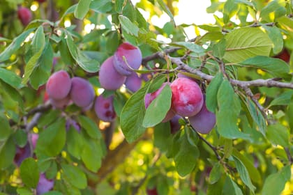 El ciruelo es uno de los árboles frutales más utilizados por su practicidad
