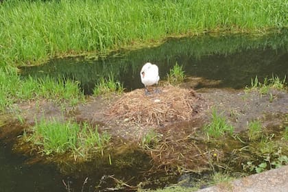 El cisne murió con el "corazón roto", según señalaron los defensores de la vida silvestre que siguieron el caso