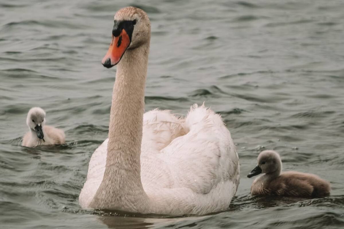 El cisne que cocinaron los adolescentes era de gran importancia para los habitantes de Manlius, una comunidad del estado de Nueva York