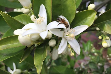El Citrus aurantium o naranjo amargo es un árbol que alcanza los 10 m de altura.