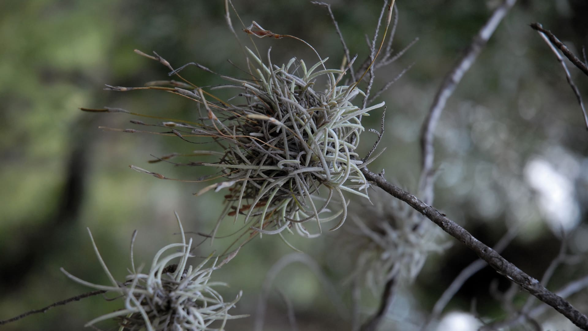 El clavel del aire es una planta muy atractiva que conviene cultivar en interiores