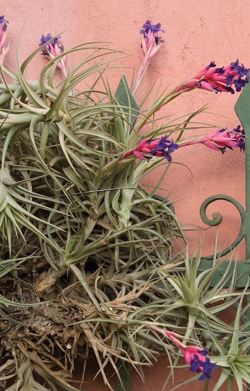 El clavel del aire es una planta muy atractiva que conviene cultivar en interiores