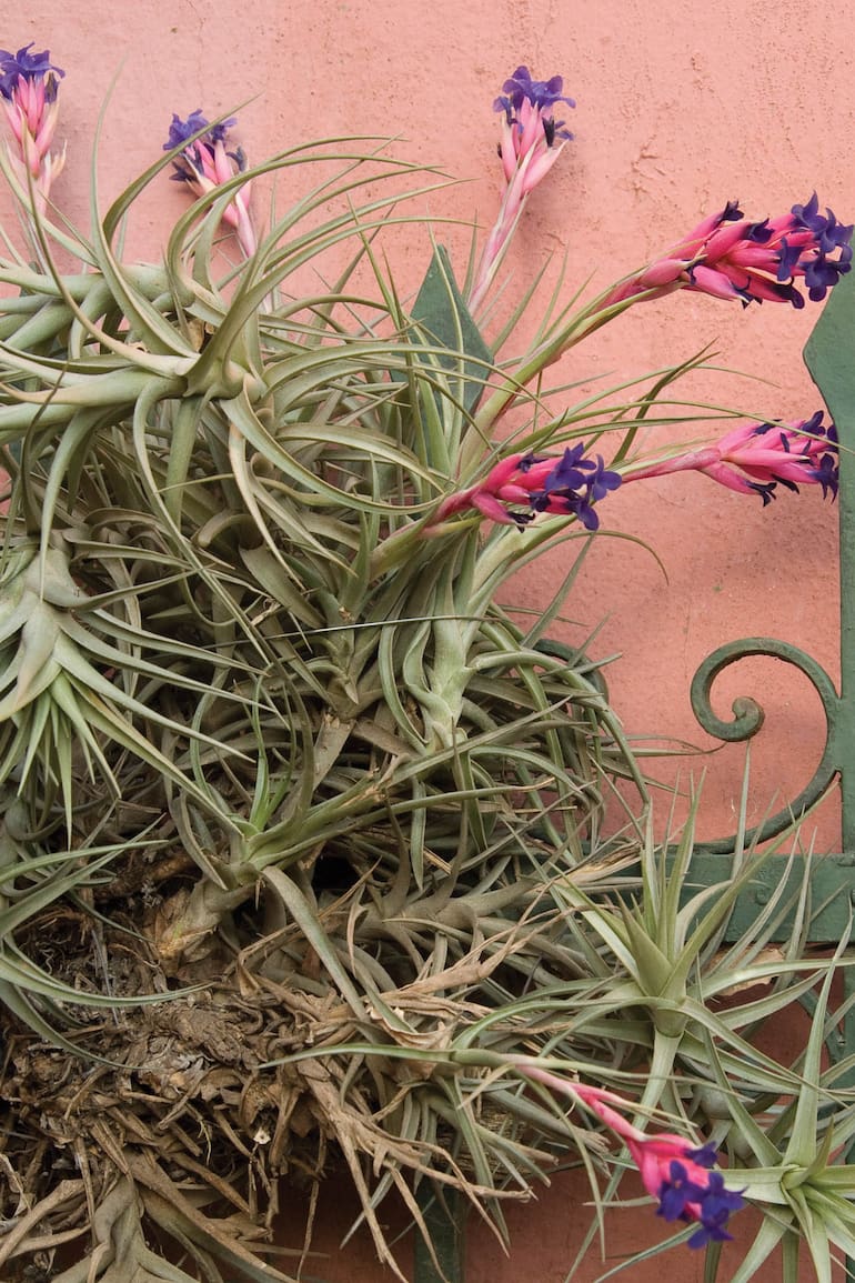 El clavel del aire es una planta muy atractiva que conviene cultivar en interiores