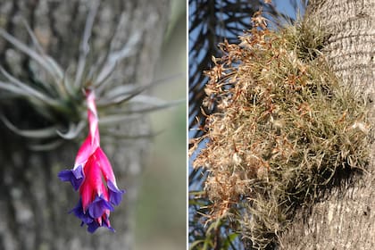 El clavel del aire se puede cultivar en un trozo de corteza. Der.: La T. recurvato es el clavel del aire menos deseado