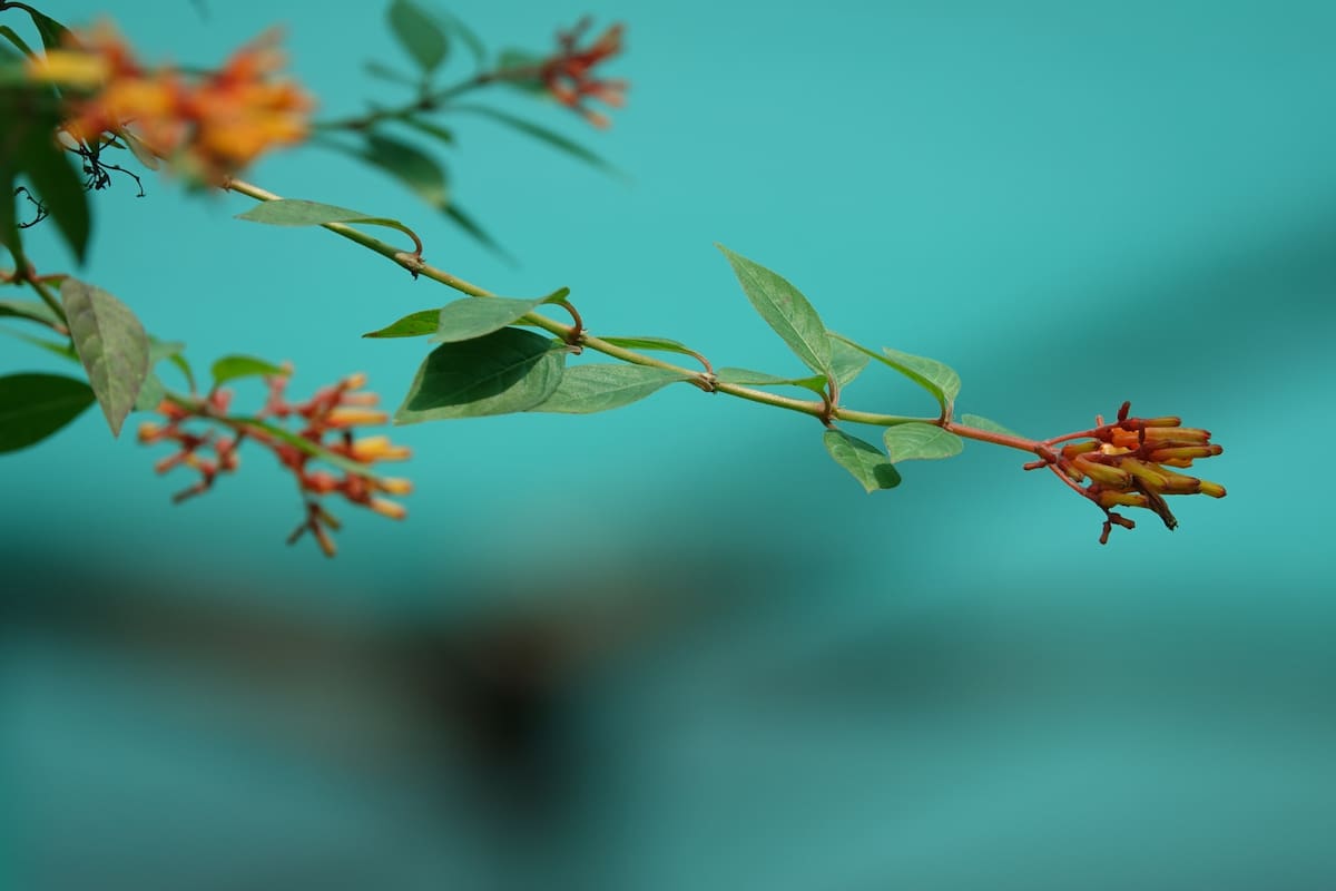 El clavo es una especia aromática hecha de las flores secas del árbol que lleva el mismo nombre