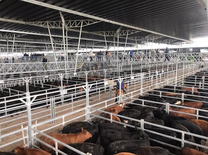 El clima de calma fue la norma durante las ventas del martes y del miércoles en Cañuelas