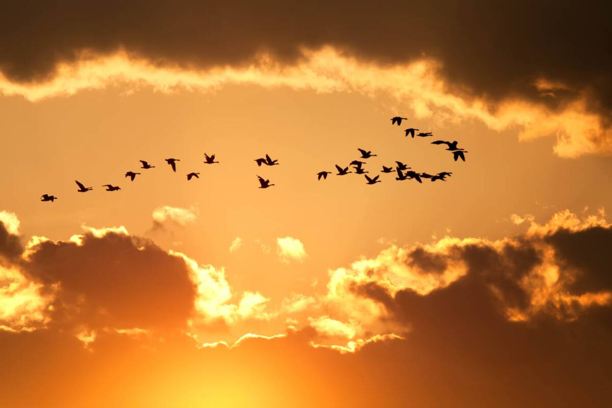 El clima está cambiando, y se prevé que continúe haciéndolo en el futuro y las aves son una de las especias más afectadas