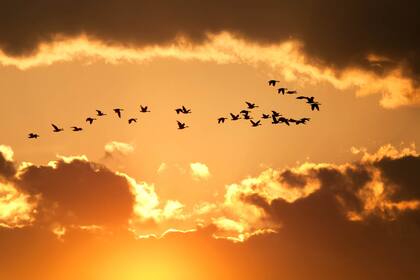 El clima está cambiando, y se prevé que continúe haciéndolo en el futuro y las aves son una de las especias más afectadas