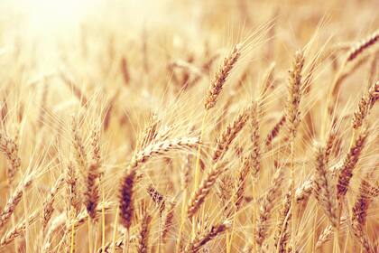 El clima jugaría a favor de la campaña de granos finos