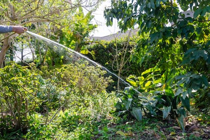 El clima, los vientos, la época del año y el tamaño de las plantas son algunos factores que hay que considerar a la hora de establecer una rutina de riego