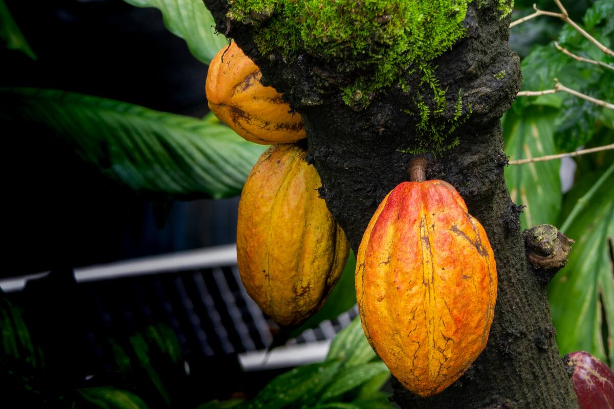 El clima mermó la producción y suben los precios